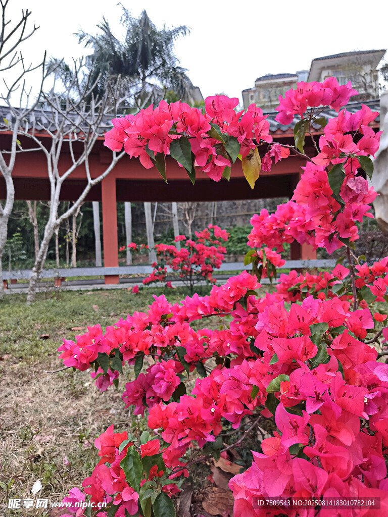 繁花簇拥的中式建筑景观