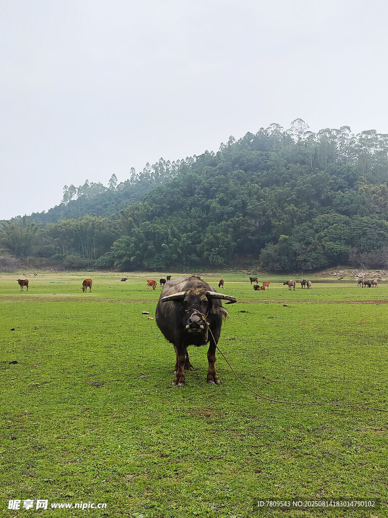 草原上的牛群