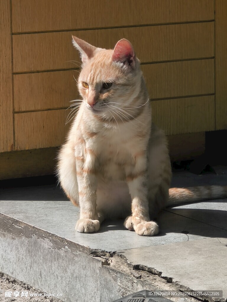 阳光下的可爱猫咪