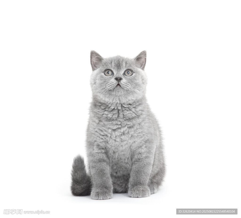 灰色猫咪端坐