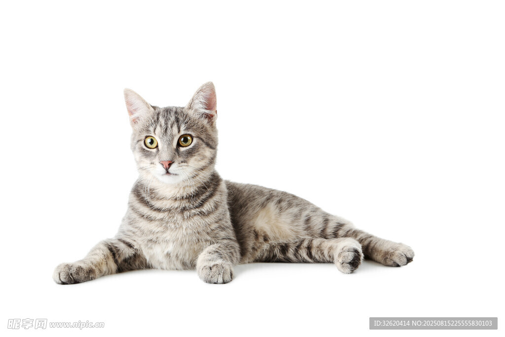 躺卧的斑纹猫咪