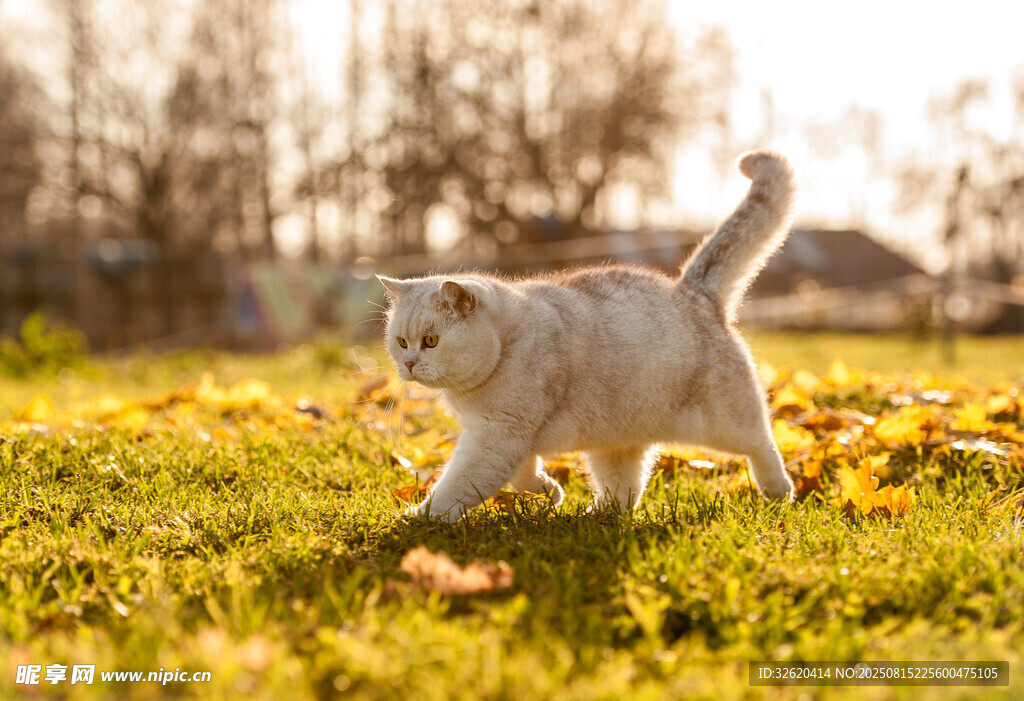 草地上漫步的可爱猫咪