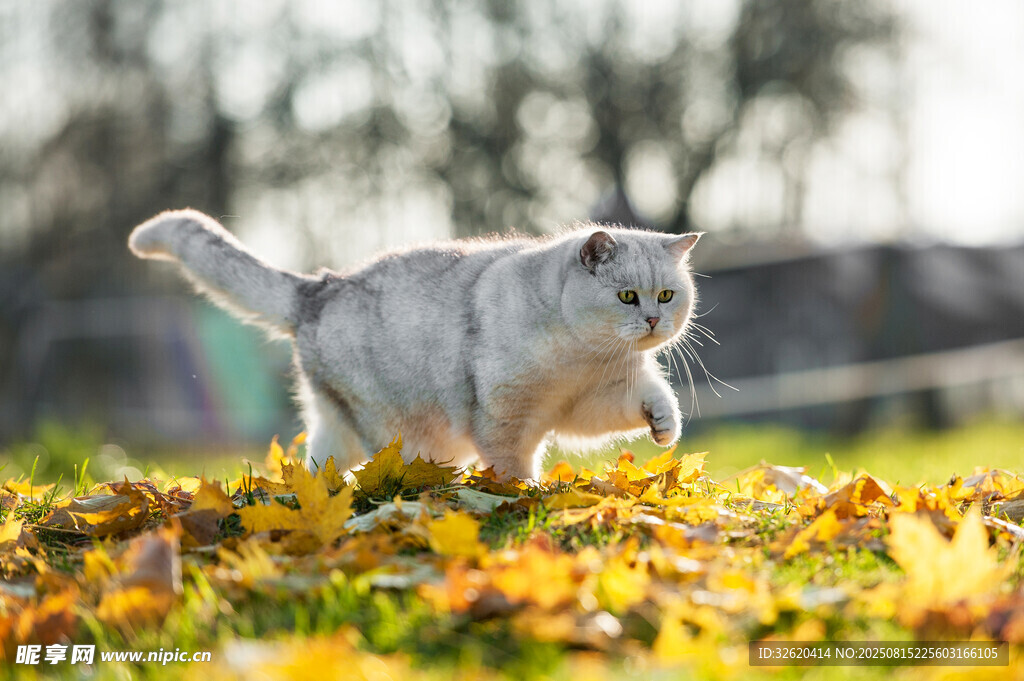 秋日草地奔跑的可爱猫咪