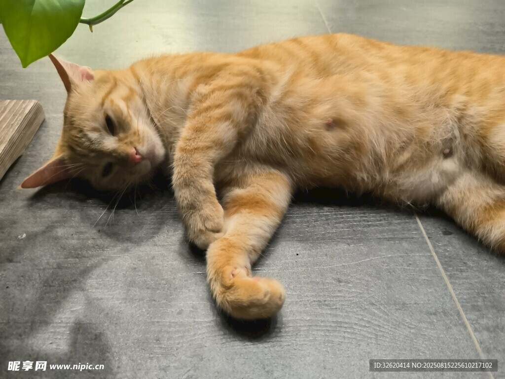 橘猫慵懒躺地小憩
