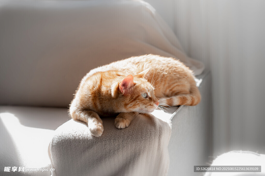 沙发上惬意休憩的橘猫