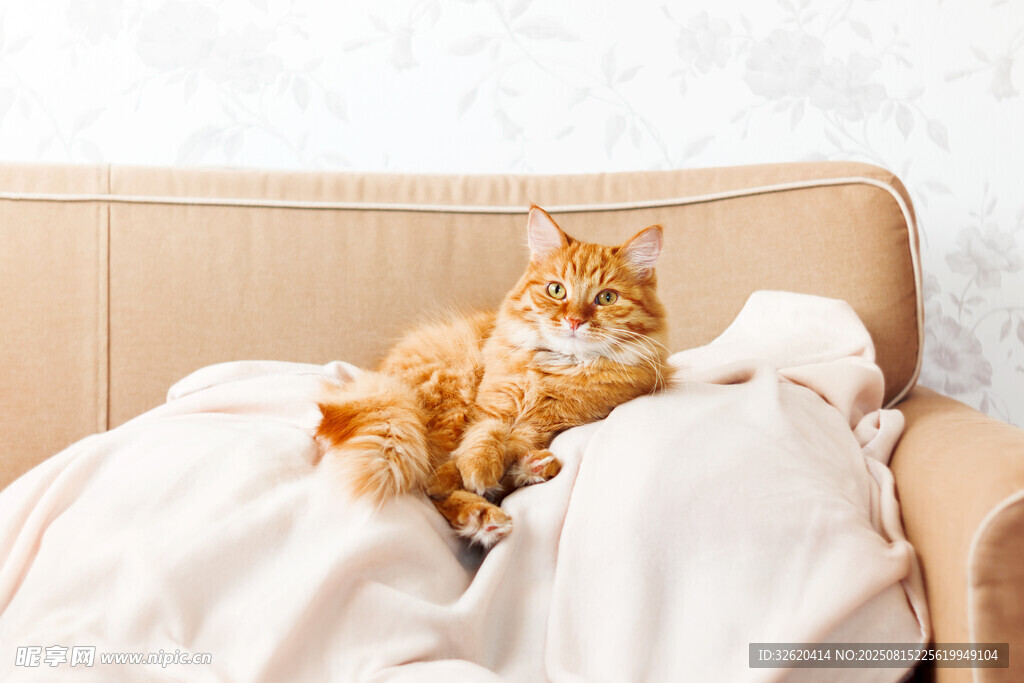 橘猫惬意躺卧在柔软织物上