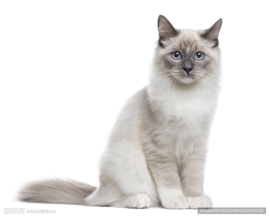 可爱布偶猫端坐