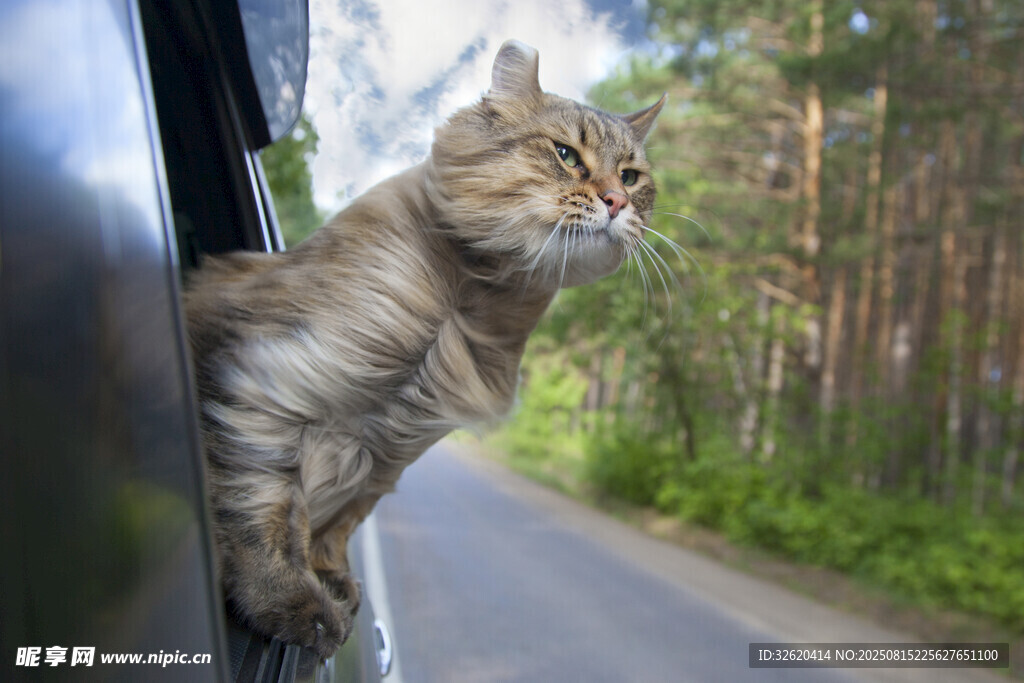猫咪探身车窗外赏景