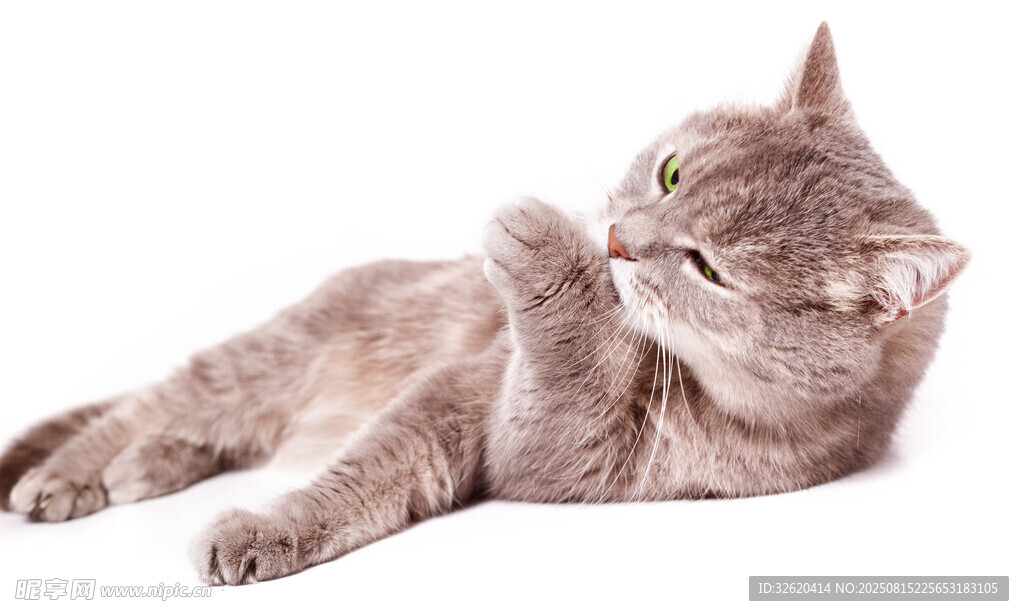 躺卧的可爱猫咪