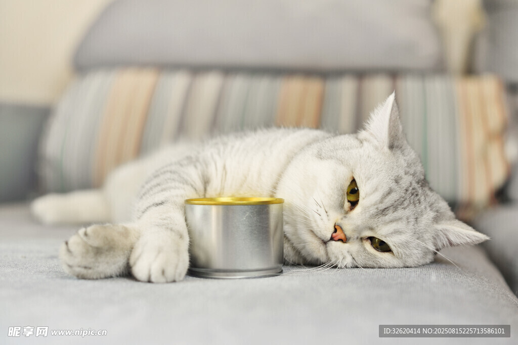 慵懒猫咪依偎金属杯