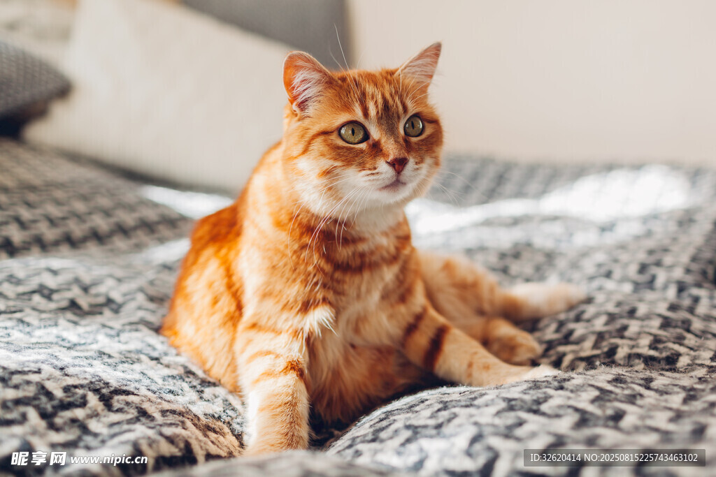 橘猫端坐于花纹床铺
