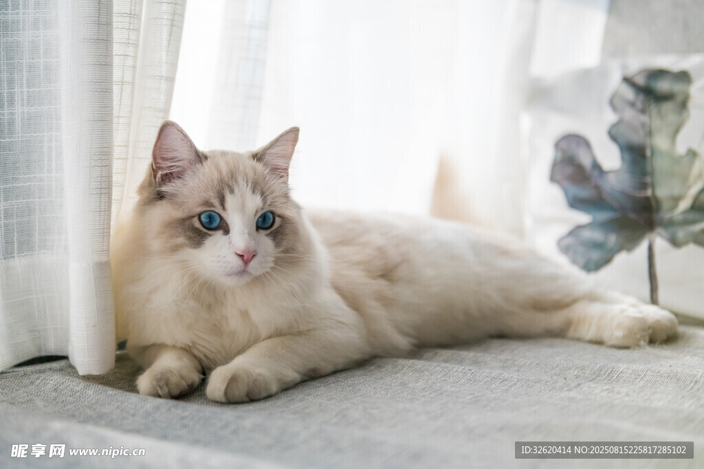 慵懒布偶猫惬意躺卧