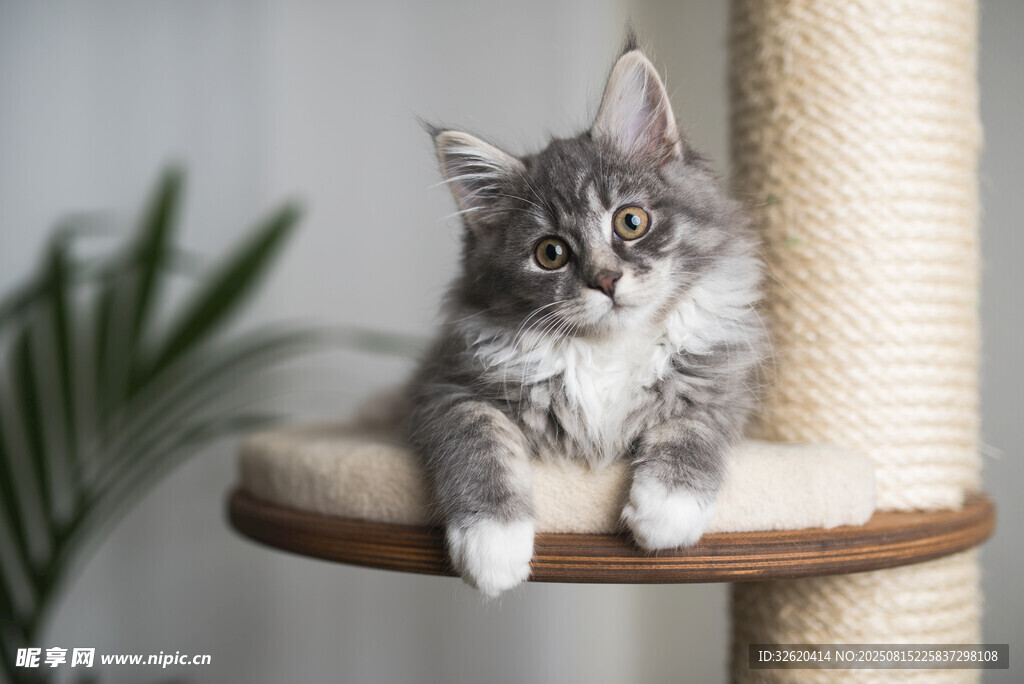 可爱小猫趴立式猫抓板上