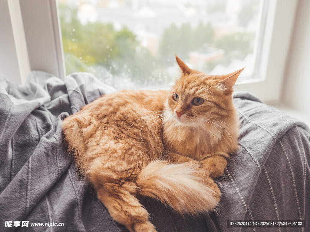 慵懒猫咪惬意躺卧毛毯上