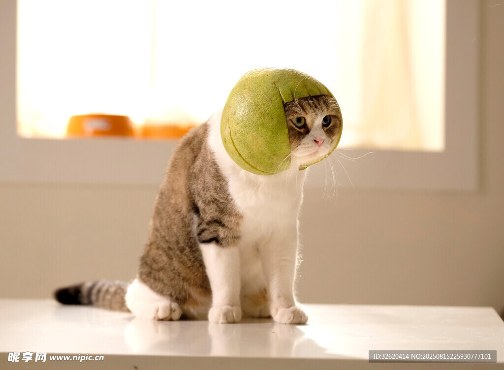 可爱猫咪