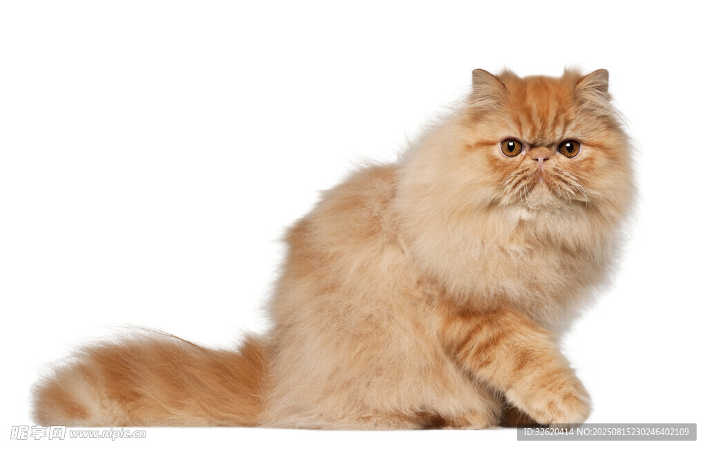可爱波斯猫优雅姿态