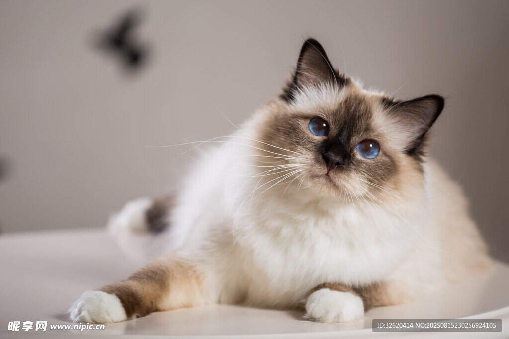 可爱布偶猫惬意躺卧