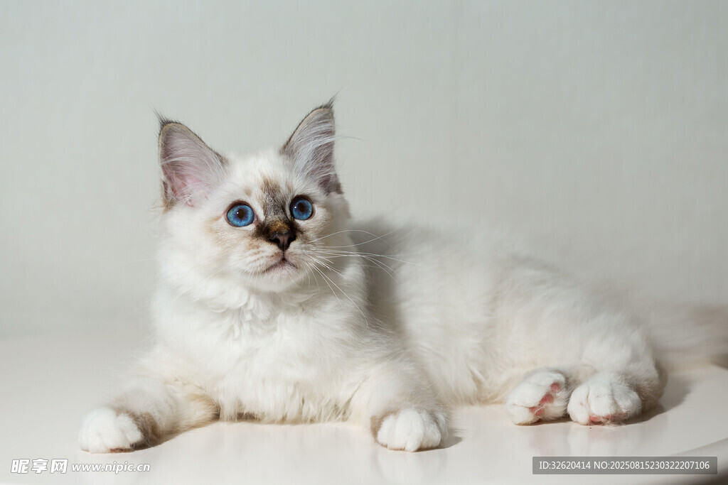 白色萌猫趴卧