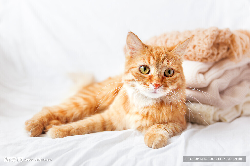 两只可爱橘猫惬意躺卧