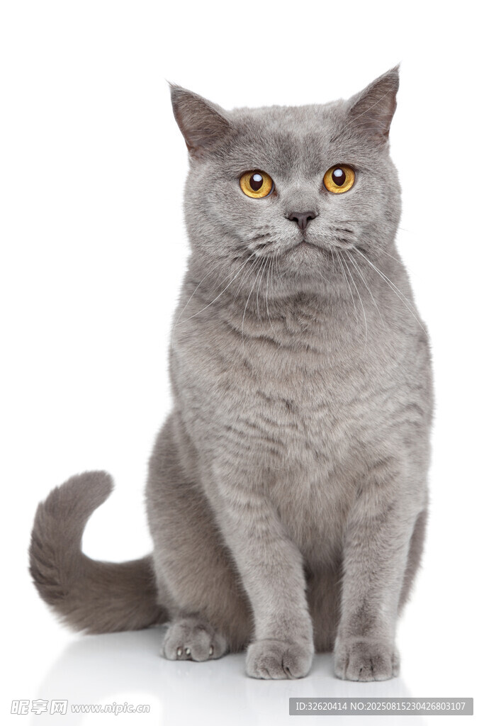 灰色猫咪端坐