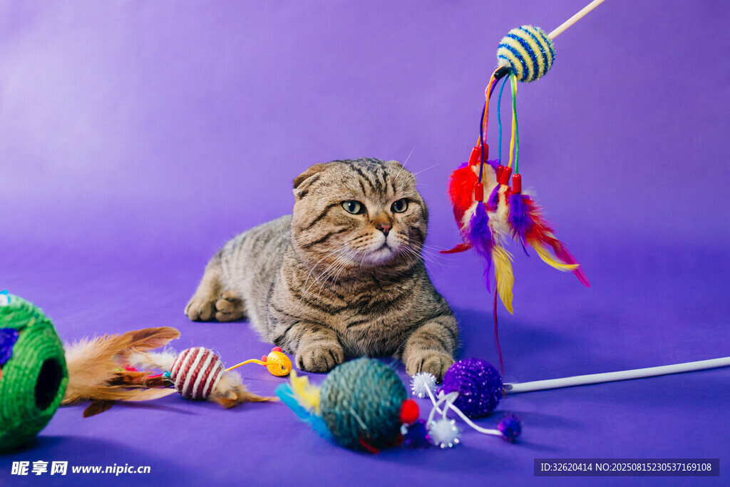 小猫玩多彩逗猫玩具