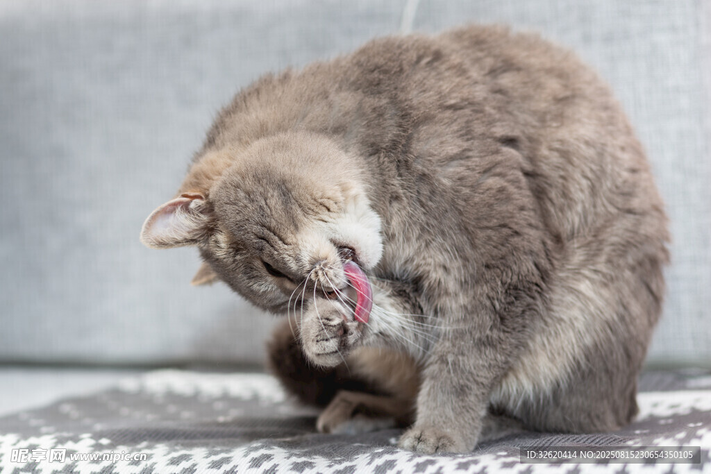 猫咪低头舔毛瞬间