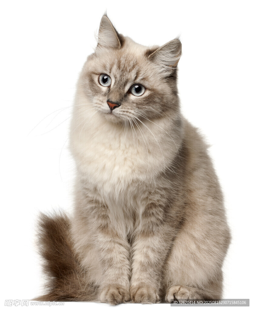 可爱长毛猫端坐