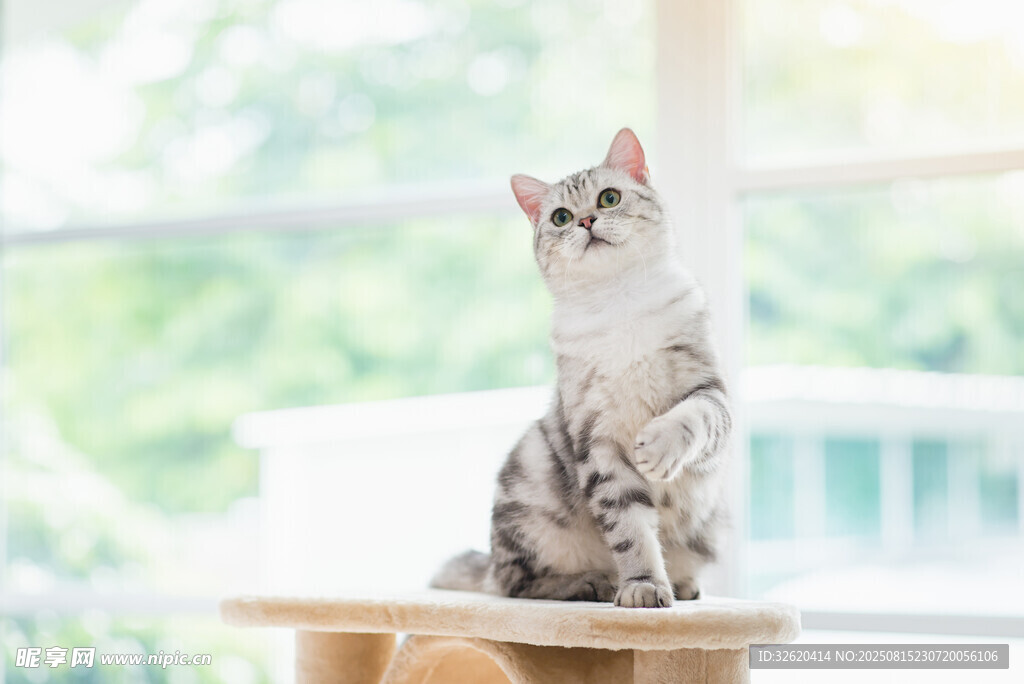 可爱猫咪端坐木台