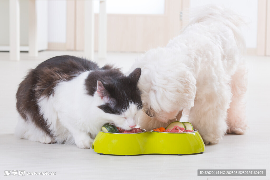 猫狗共食黄色食盆