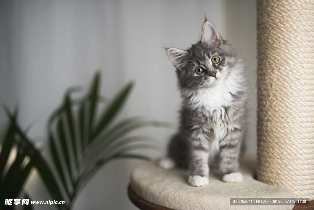 可爱小猫站在猫爬架上