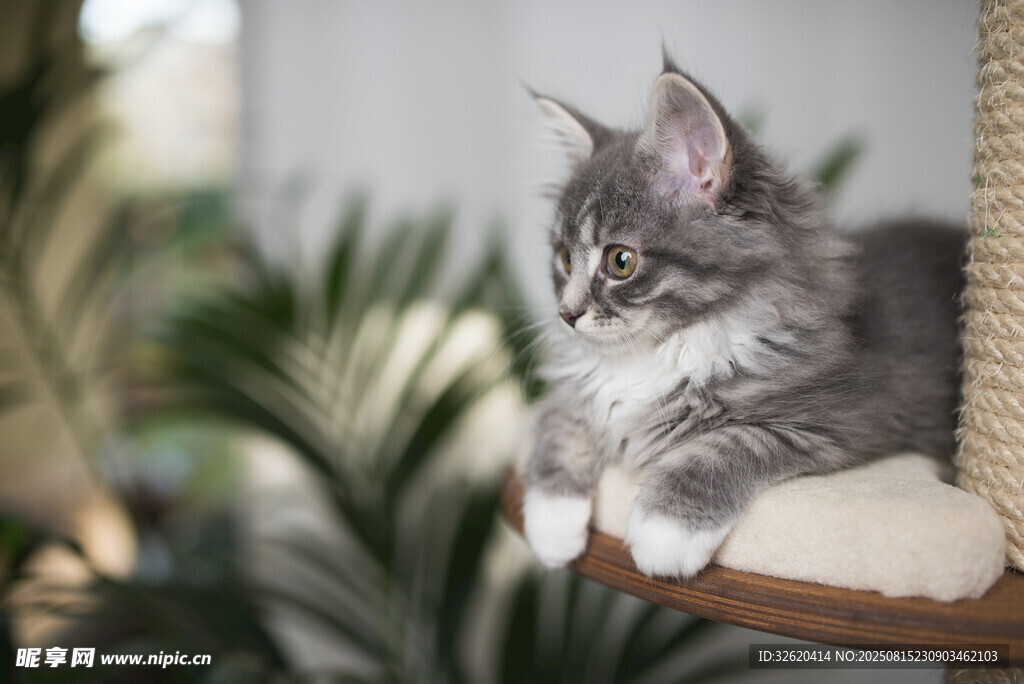 可爱小猫栖息于猫爬架上