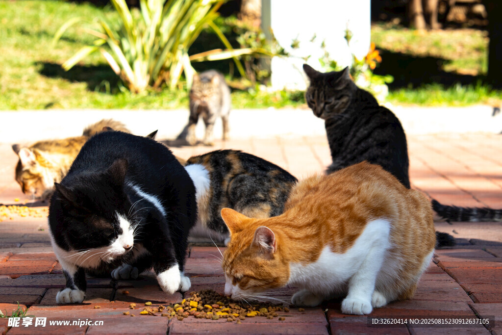 猫咪们在户外享用美食