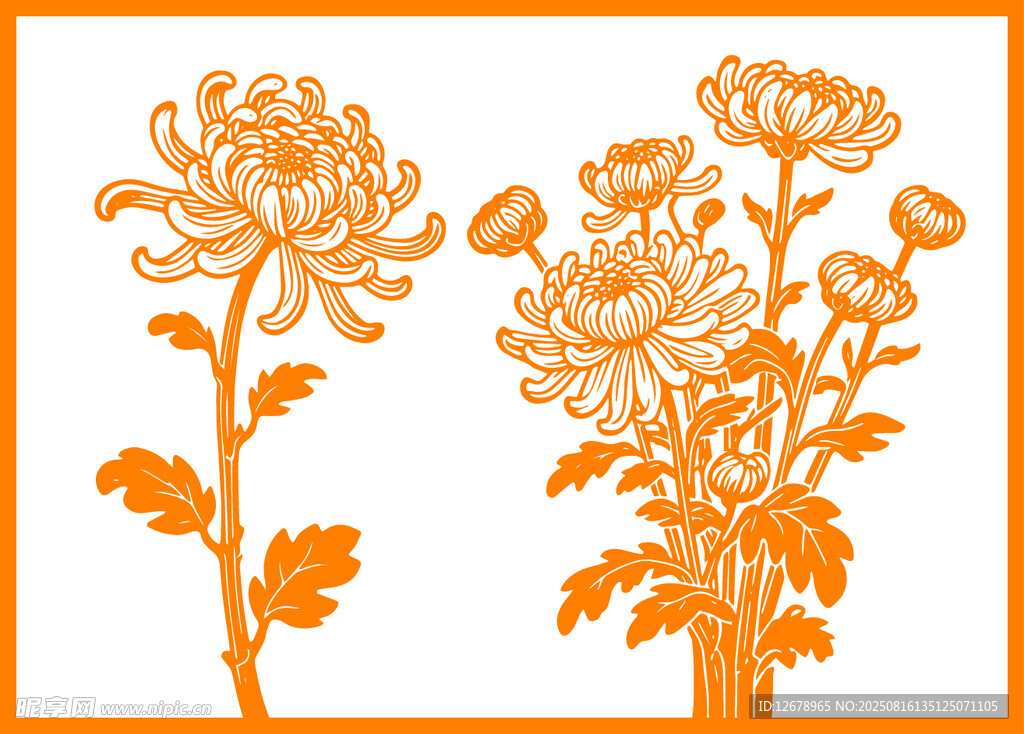 橙色菊花插画图案