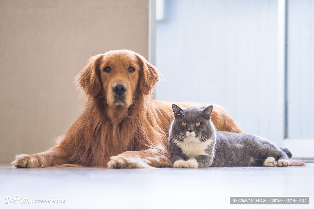 金毛与猫咪温馨相伴