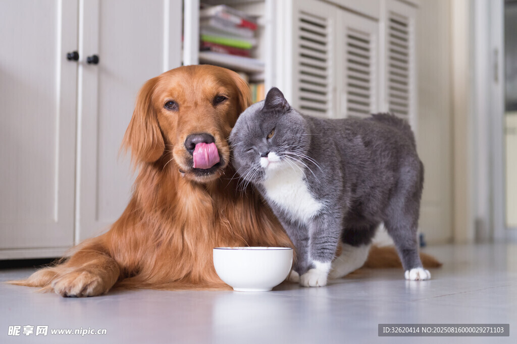 猫狗同框亲昵互动瞬间