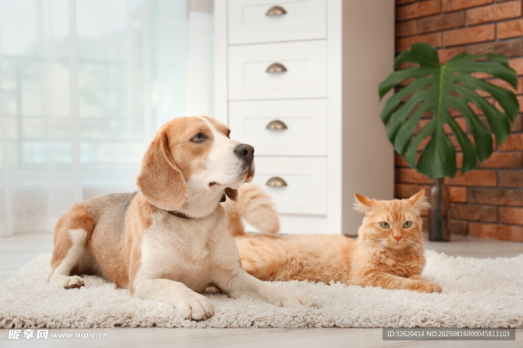 猫狗同框 温馨室内时光