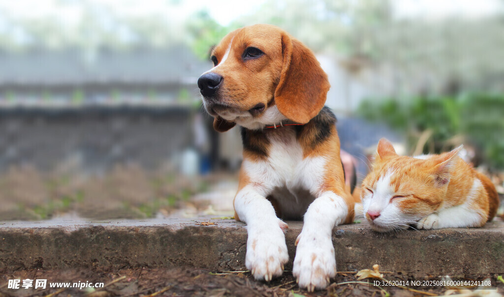 比格犬与猫咪亲昵相伴