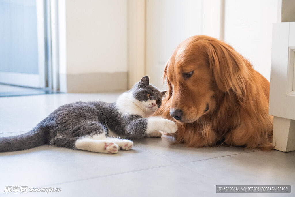 猫狗亲昵依偎的温馨瞬间