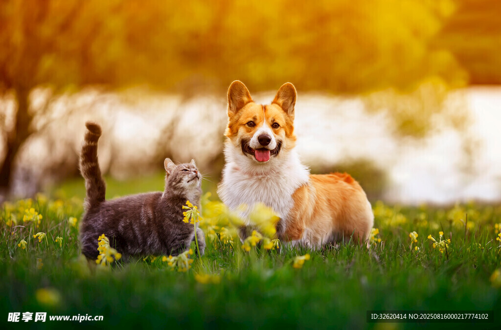 阳光下的猫狗惬意共处