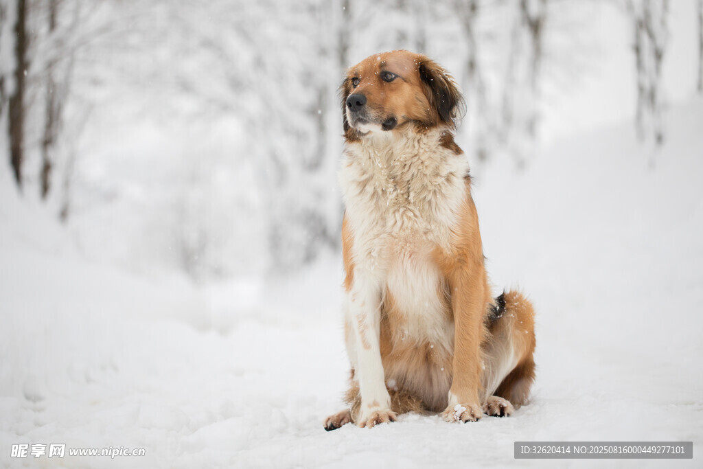 雪地中静坐的长毛犬