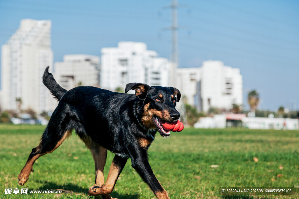 罗威纳犬在草地快乐奔跑