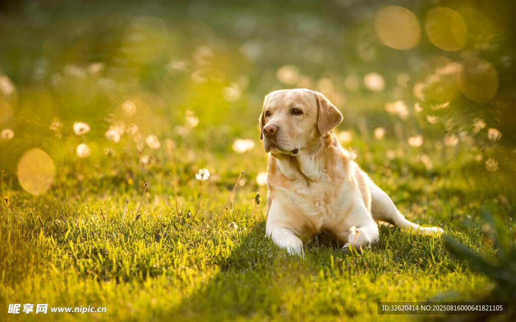 阳光下的金毛犬