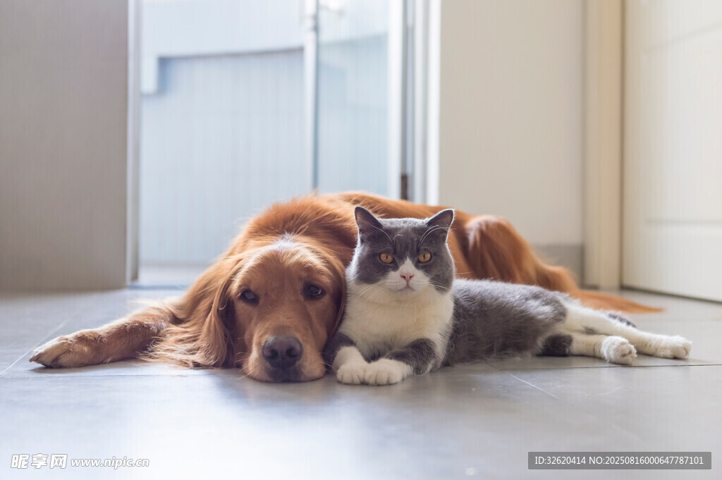 猫狗同卧显温馨时刻