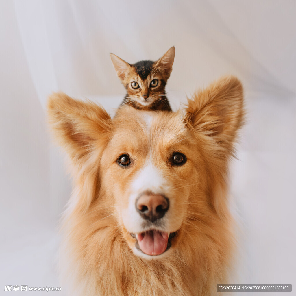 柯基头顶小猫超可爱