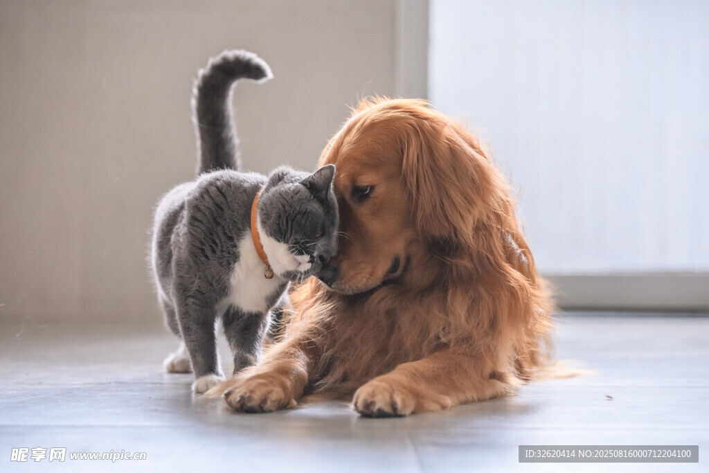 猫狗亲昵互动瞬间