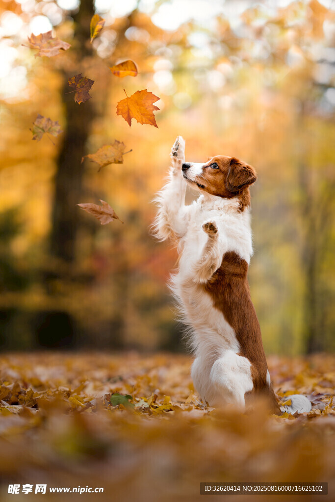 秋日萌犬欢快接落叶