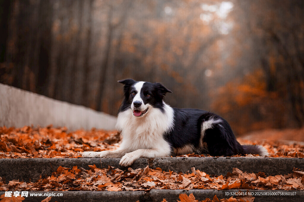 秋景中休憩的边牧犬