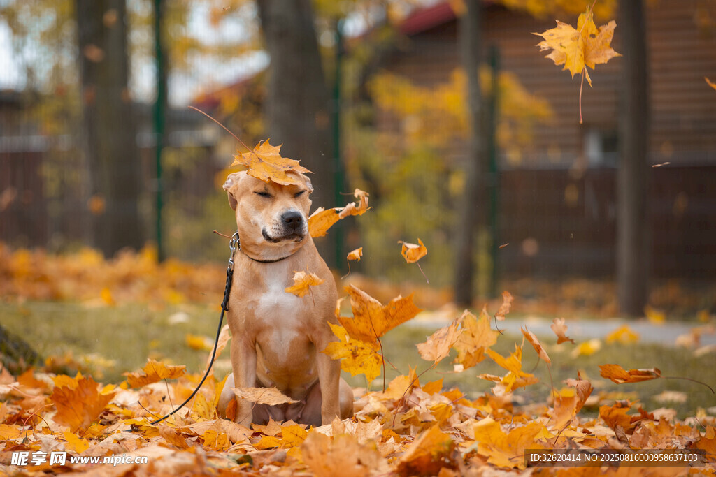 秋日萌犬置身落叶之中