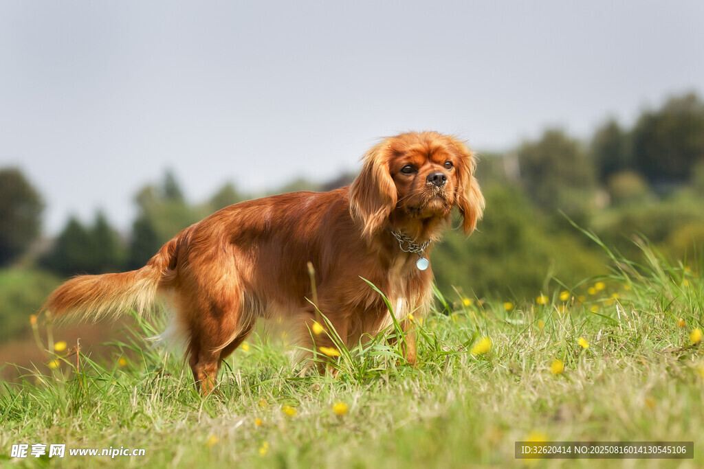 草地上的棕色长毛猎犬