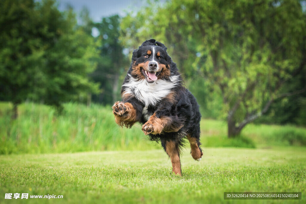 欢快奔跑的伯恩山犬
